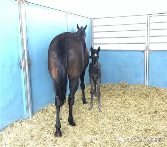 鄂尔多斯终于有自己繁育的纯血马啦!四匹“伽利略”后代顺利降生4.jpg