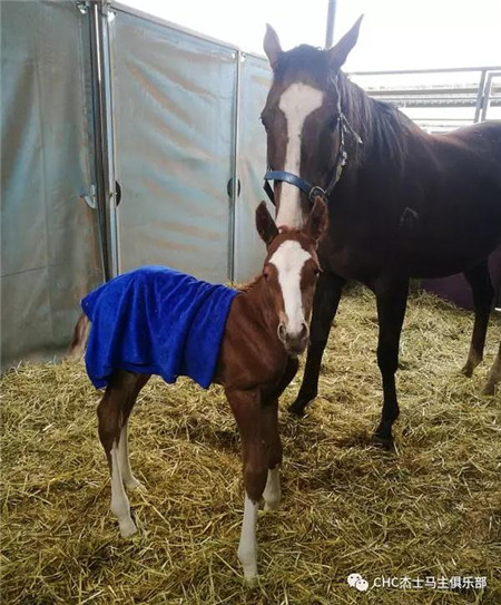 鄂尔多斯终于有自己繁育的纯血马啦!四匹“伽利略”后代顺利降生6.jpg