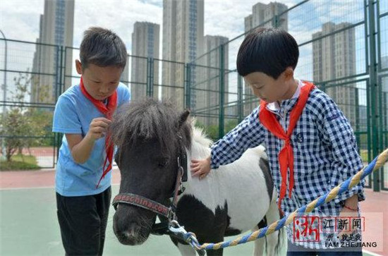 纯英国进口	！杭州一所小学养了两匹马