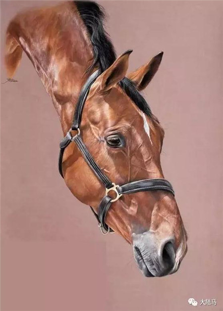 每一张都能当手机桌面!这些马,都是90后法国美女用彩铅创造的5.jpg