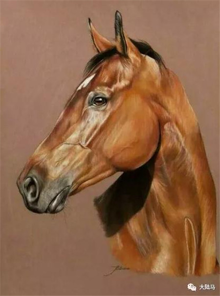 每一张都能当手机桌面!这些马,都是90后法国美女用彩铅创造的9.jpg