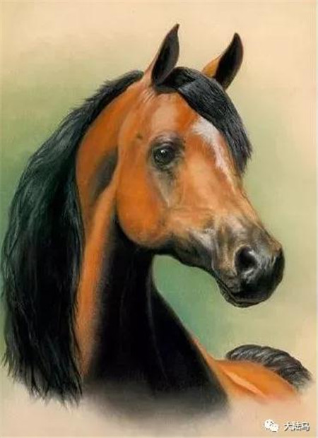 每一张都能当手机桌面!这些马,都是90后法国美女用彩铅创造的16.jpg