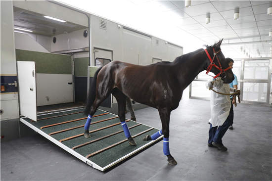香港赛马会从化马匹训练中心开始运作 (6).JPG