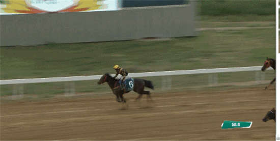 马闻早报丨现役冠军赛驹“吉庆贝拉”登陆玉龙秋季拍卖会