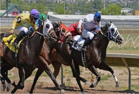 马闻早报丨美国大瀑布城赛马爱好者花800美元购买赛马