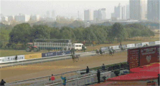 马闻早报丨现役冠军赛驹“吉庆巴黎”登陆玉龙秋季拍卖会