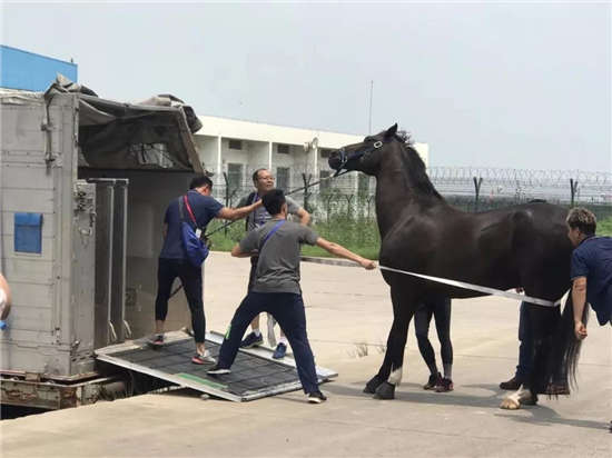 马闻早报丨中国马术队第一批亚运参赛马安全抵达印尼雅加达