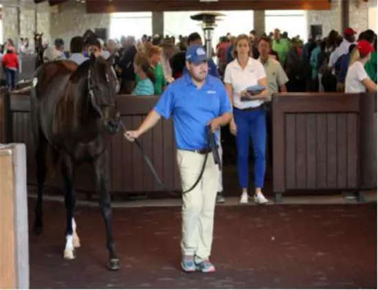 4538匹周岁马将参加2018美国基兰九月周岁马拍卖会