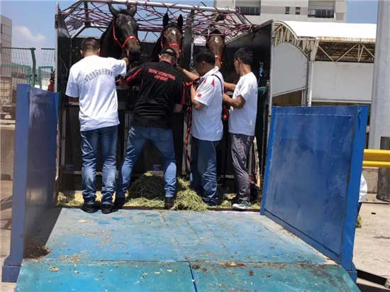 京华兴马业澳大利亚进口18匹赛马顺利抵沪