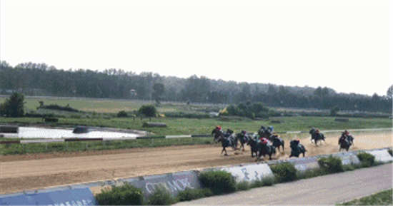 冠军马“旺财”登陆玉龙秋季拍卖会