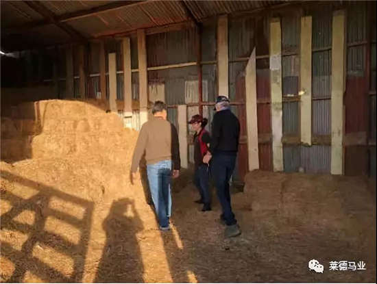 莱德马业正式接管新西兰高景牧场