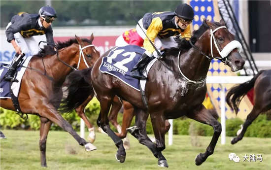 新加坡冠军赛马因绞痛死亡