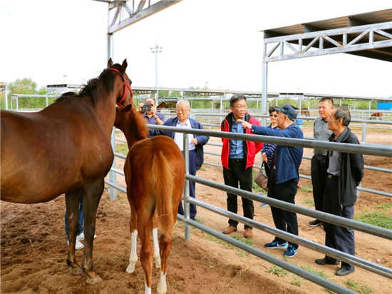 内蒙古伊泰集团创始人张双旺一行莅临伊泰大漠马业参观指导