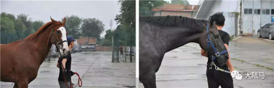 风雨无阻
，天津中远海运空运护送亚运会“赛马”安全回家