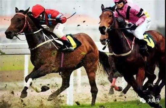 第十九届中国·呼和浩特昭君文化节暨内蒙古第五届国际马术节呼和浩特蒙古马常规赛将于9月8日开幕