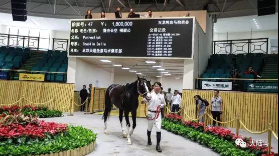 180万竟流拍	！看山西马匹拍卖会
，马主心理价位是多少
？