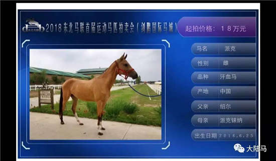 2018东北马联首届秋季运动马拍卖会10月20日开拍