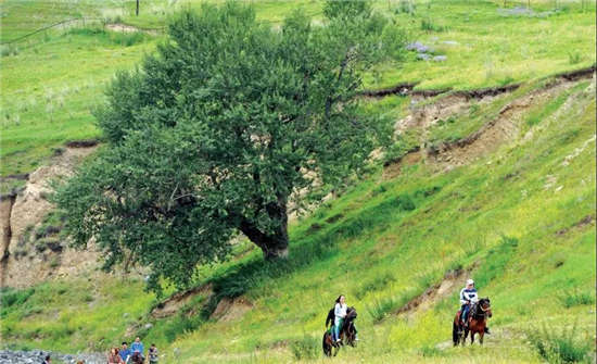 新疆维吾尔自治区第九届少数民族传统体育运动会 速度赛马让观众感受速度与激情