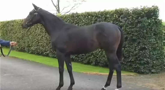 热衷赛马，安切洛蒂7.5万欧买下一匹纯血马