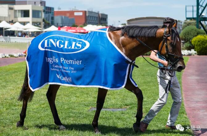 Aquis雅士牧场再迎潜力种公马“点唱机”:跟世界第一赛马“云丝仙子”繁育谱系相似,“犀利时”冠军子嗣3.jpg