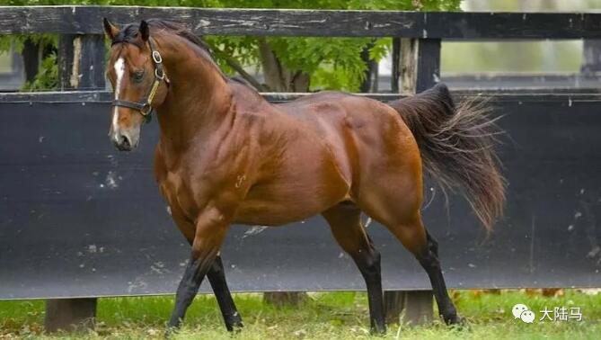 Aquis雅士牧场再迎潜力种公马“点唱机”:跟世界第一赛马“云丝仙子”繁育谱系相似,“犀利时”冠军子嗣4.jpg