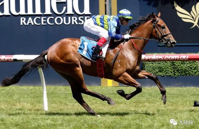 Aquis雅士牧场再迎潜力种公马“点唱机”:跟世界第一赛马“云丝仙子”繁育谱系相似,“犀利时”冠军子嗣2.jpg