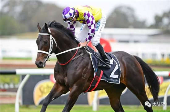 雅士牧场旗下赛驹“战斗机”成100万澳币G1金玫瑰锦标冠军热门：身价有望继续飙升
！