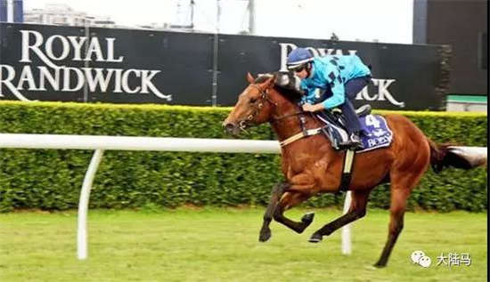 Aquis雅士牧场众优秀赛驹 即将登陆神奇百万拍卖会