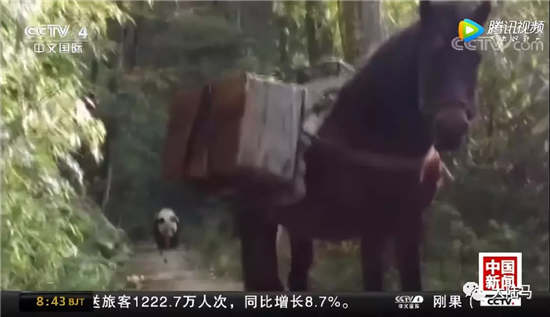 大熊猫与马狭路相逢，熊猫低吼将马吓退