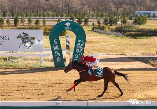 “东兴王者”三岁马王争霸赛四连冠 实力战绩称霸赛场