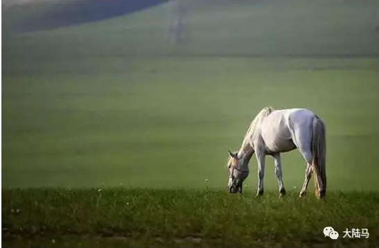 “西乌旗马背”上打造新的经济增长极