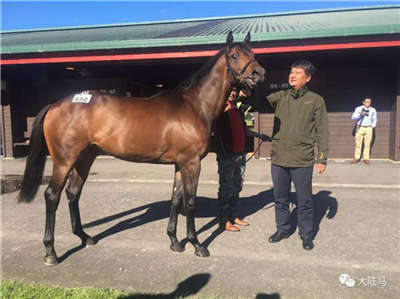2018中国十大最受关注的速度赛马马主:逆境坚守追梦,绽放独特光芒6-大陆赛马网.jpg