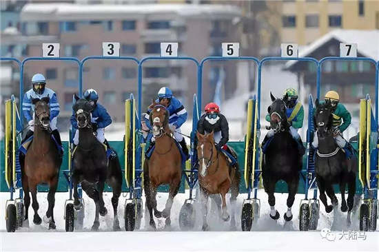 瑞士圣莫里茨雪上赛马大会2月3日开赛-大陆赛马网.jpg