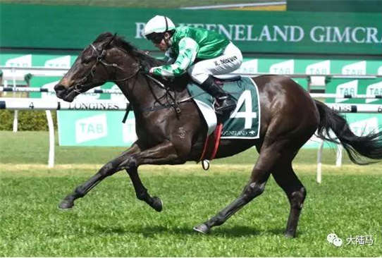玉龙马业旗下赛驹“跑得快”出战150万澳币蓝钻锦标赛