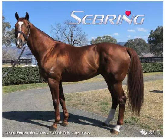 13岁冠军种马“赛百灵”突发心脏病辞世-大陆赛马网.jpg