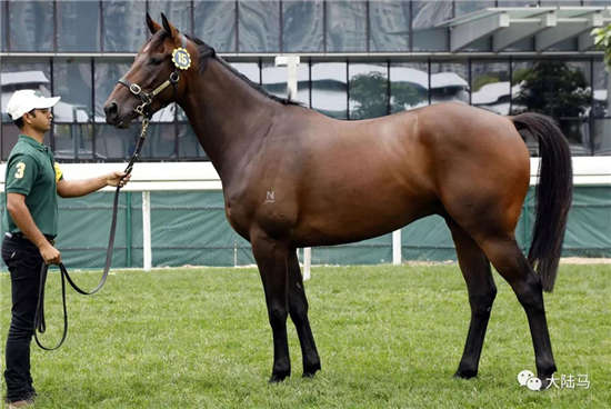 “迪拜威”等种马子嗣将亮相3月15日香港国际马匹拍卖会-大陆赛马网.jpg