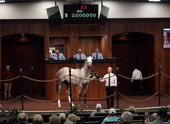 “塔皮特”子嗣美国拍卖会售出200万美元高价-大陆赛马网.jpg