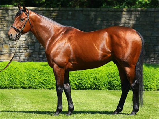 美国三冠王得主“美国法老”6匹子嗣登陆三月两岁在训马拍卖会-大陆赛马网.jpg
