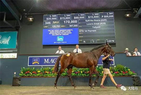Aquis雅士牧场种马“泄露机密”子嗣神奇百万黄金海岸三月拍卖会售出81万高价-大陆赛马网.jpg