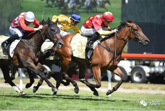 CHC双料一级赛冠军赛驹“麦迪逊郡”将出战20万澳币二级赛-大陆赛马网.jpg