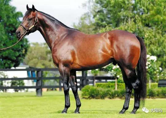 “我志气高”有望打破澳洲种马子嗣单季赢取锦标赛冠军纪录-大陆赛马网.jpg