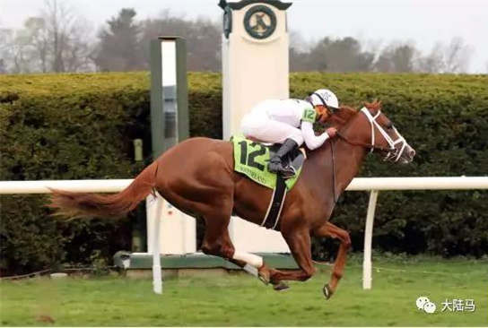 CHC赛驹“公告”美国赛场夺冠
，状态极佳继续保持不败战绩​