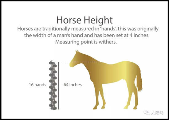 燕龙马业爱马马术课堂丨1米63是一匹纯血马的平均高度-1大陆赛马网.jpg