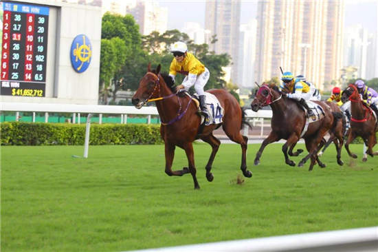 累计奖金近500万,刷新跑马地1650米赛道纪录:陈洪伟赛驹“非凡才子”勇夺香港第三冠-1大陆赛马网.jpg