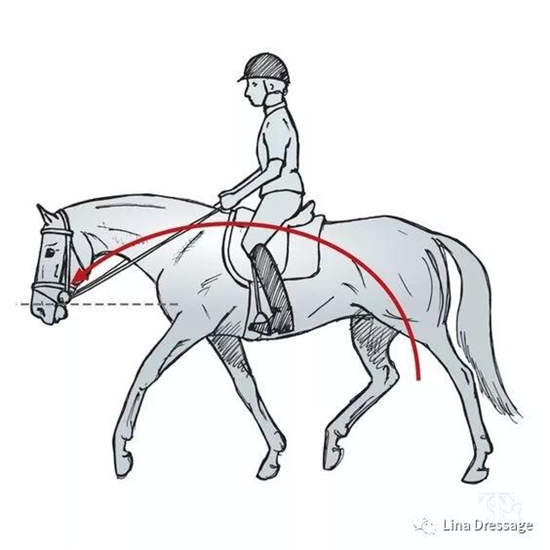燕龙马业爱马马术课堂丨骑手的僵硬会导致马匹的僵硬-3大陆赛马网.jpg