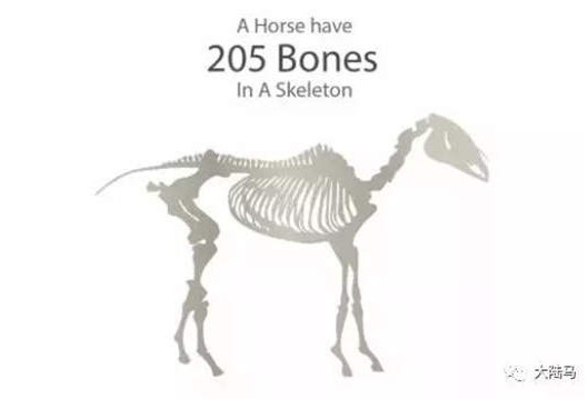 燕龙马业爱马马术课堂丨你知道马有205块骨骼和700块肌肉么?-1大陆赛马网.jpg