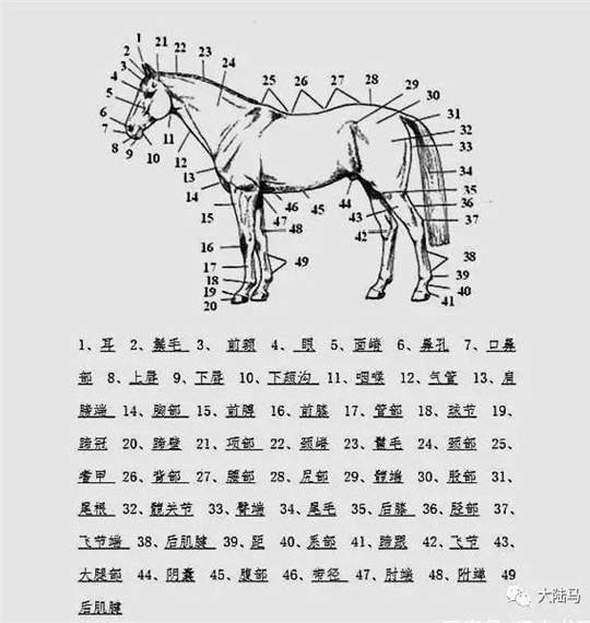 燕龙马业爱马马术课堂丨你知道马有205块骨骼和700块肌肉么?-3大陆赛马网.jpg