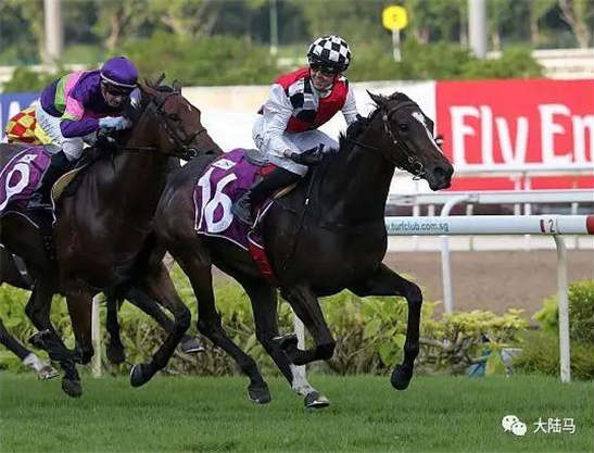 赛马“新鲜事”将挑战新加坡四岁马挑战赛最后一关:新加坡德比-大陆赛马网.jpg
