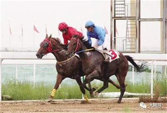 第十一届全国少数民族传统体育运动会马上项目比赛落幕 内蒙古代表团获得9枚金牌-大陆赛马网.jpg