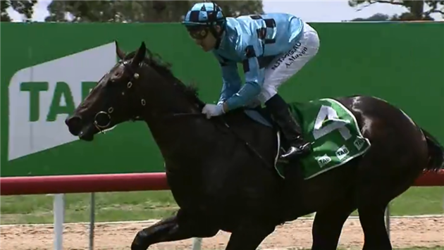 细数2020年前三个月,Aquis Farm雅士牧场两岁赛马如何席卷澳大利亚赛场! 大陆赛马网 (1).png